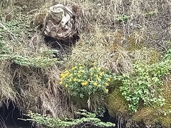 Ranunculus peduncularis