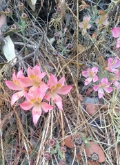 Alstroemeria hookeri