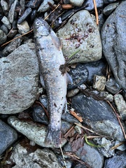 Salvelinus malma