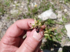 Ophrys insectifera