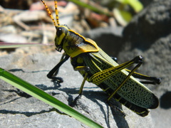 Taeniopoda tamaulipensis