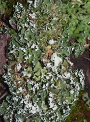 Cladonia foliacea