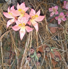 Alstroemeria hookeri