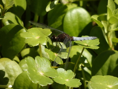 Erythrodiplax connata