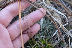 Eriocaulaceae