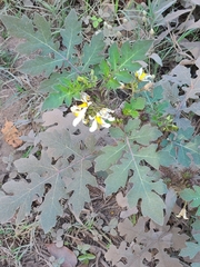 Solanum grayi