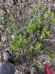 Dimorphotheca fruticosa