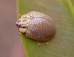 Paropsis deserti