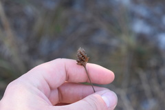 Xyris fimbriata