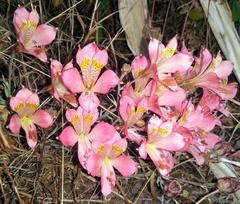 Alstroemeria hookeri