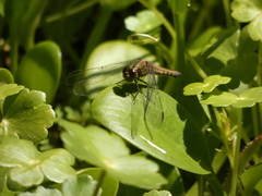 Erythrodiplax connata