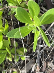 Dimorphotheca fruticosa