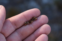 Xyris fimbriata