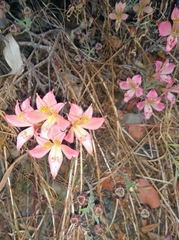 Alstroemeria hookeri