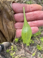 Dimorphotheca fruticosa