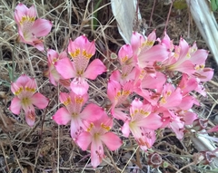 Alstroemeria hookeri