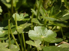 Allograpta hortensis