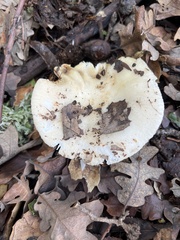 Russula brevipes