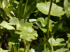 Allograpta hortensis