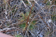 Syngonanthus flavidulus