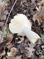 Russula brevipes