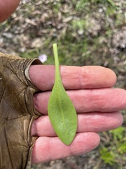 Dimorphotheca fruticosa