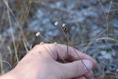 Syngonanthus flavidulus