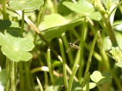 Allograpta hortensis