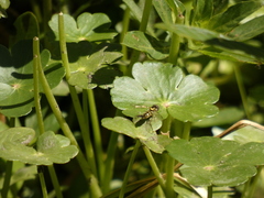 Allograpta hortensis