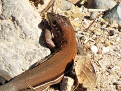 Aspidoscelis guttatus