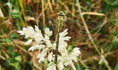Gomphus pulchellus