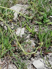 Ophrys insectifera