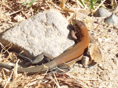 Aspidoscelis guttatus