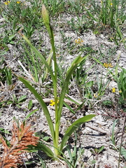 Ophrys insectifera