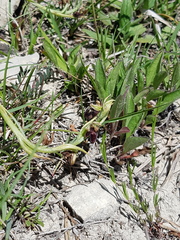 Ophrys insectifera