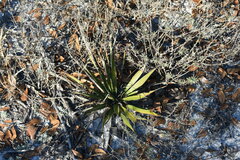 Yucca aloifolia
