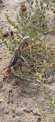 Coptopteryx gayi