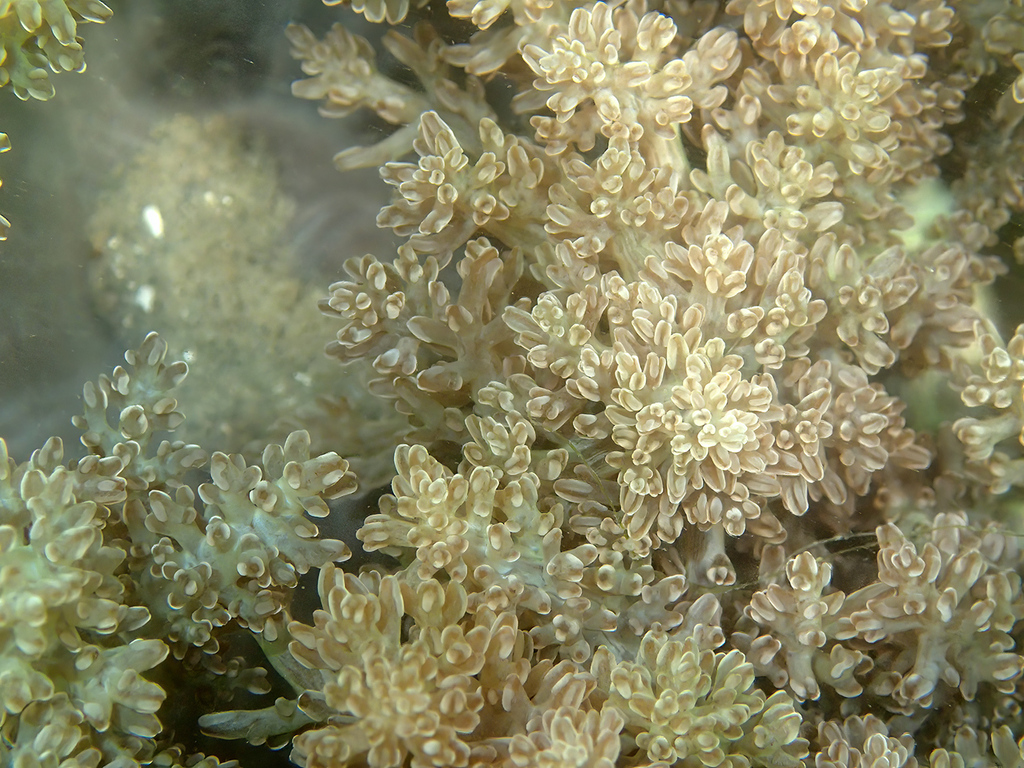 Tree anemone