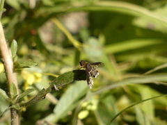 Chrysanthrax semilugens