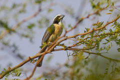 Saltator orenocensis