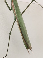 Coptopteryx argentina