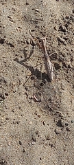 Coptopteryx gayi