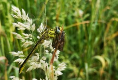 Gomphus pulchellus
