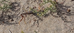 Coptopteryx gayi