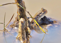 Periophthalmus argentilineatus