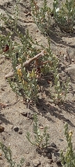Coptopteryx gayi