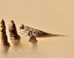 Periophthalmus argentilineatus