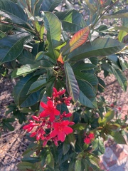 Jatropha integerrima