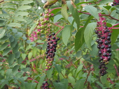 Phytolacca americana