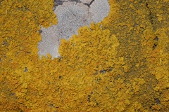 Xanthoria calcicola